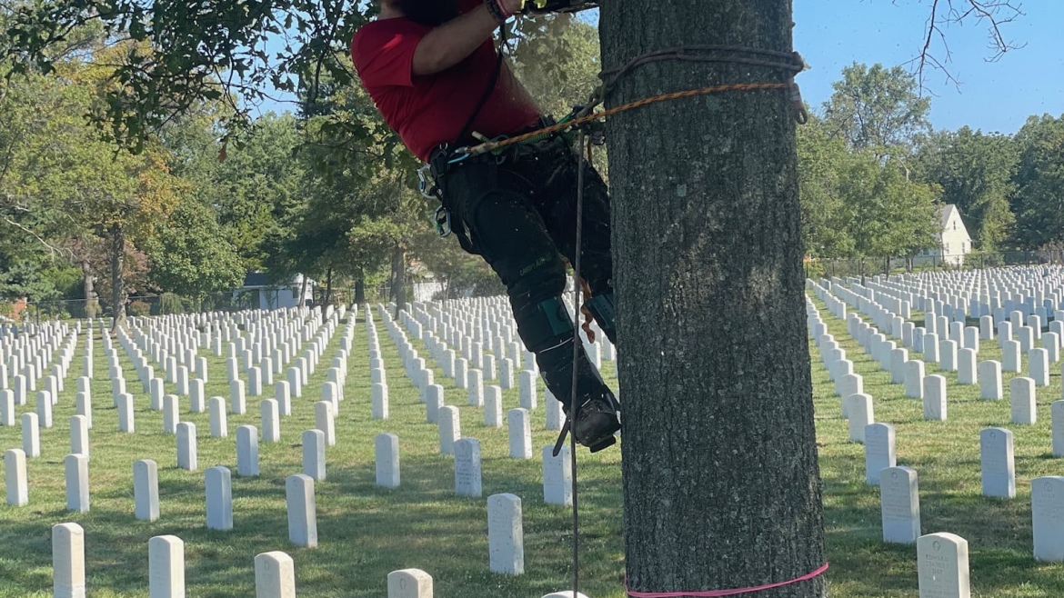 Tree Removal Gallery Image 11