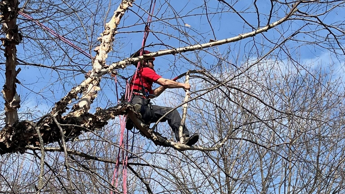Pruning and Trimming Gallery Image 1
