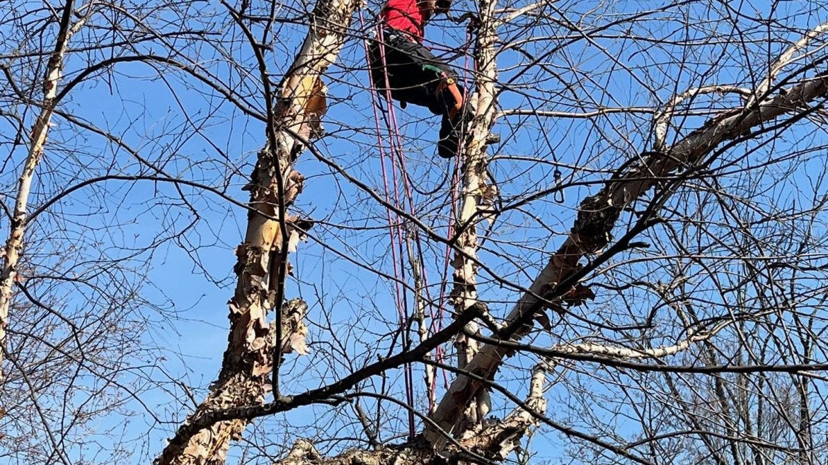 Pruning and Trimming Gallery Image 4
