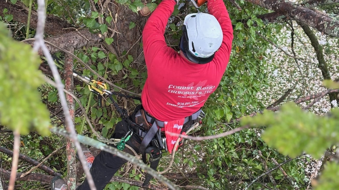 Pruning and Trimming Gallery Image 3
