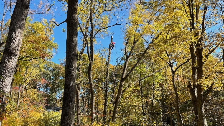 Tree Removal Gallery Image 10