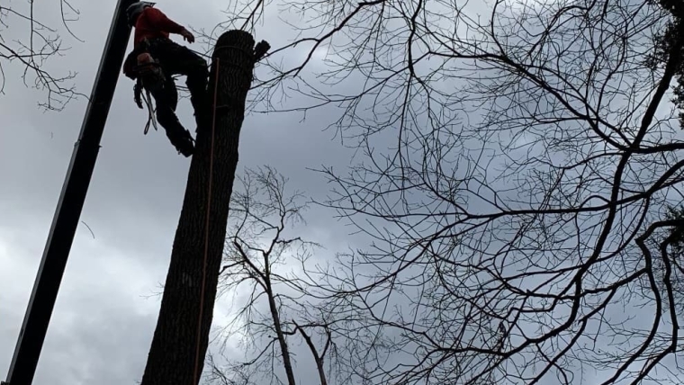Tree Removal Gallery Image 9