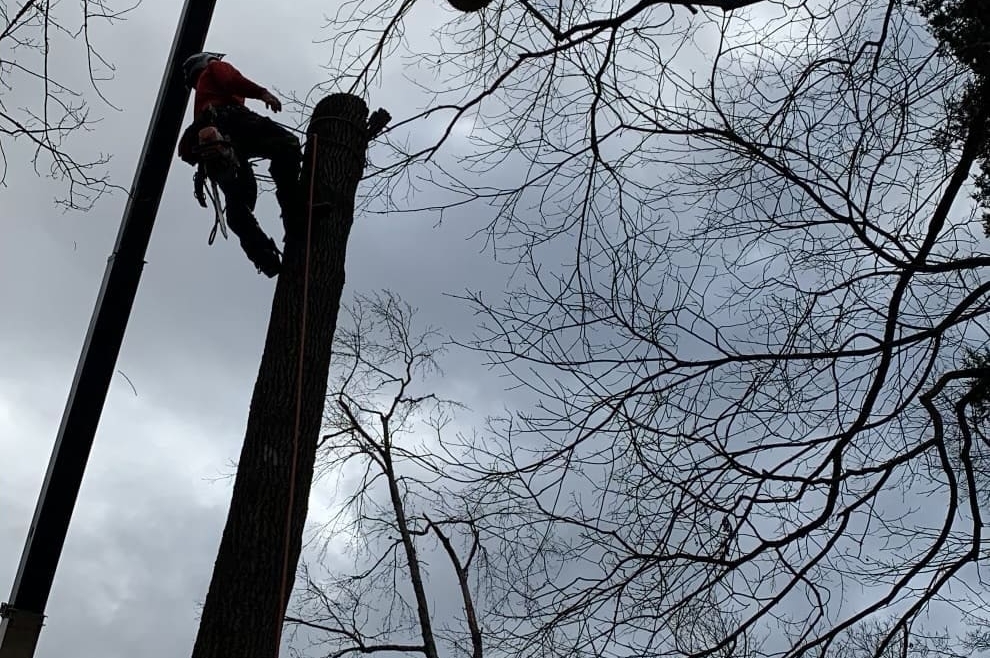Tree Removal Gallery Image 9