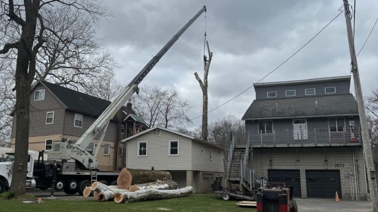 Tree Removal Gallery Image 8