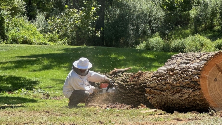 Tree Removal Gallery Image 7