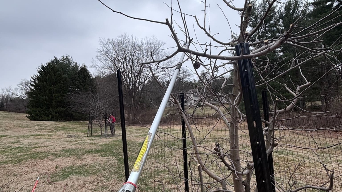 Pruning and Trimming Gallery Image 10
