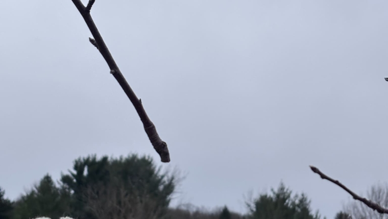 Pruning and Trimming Gallery Image 6