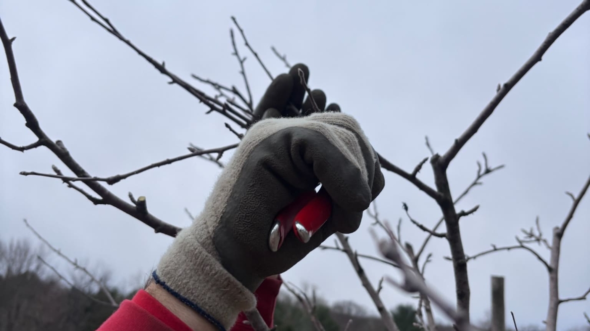 Pruning and Trimming Gallery Image 7