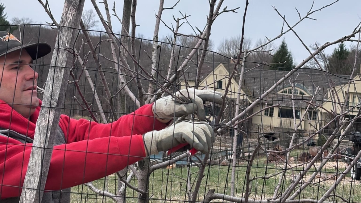 Pruning and Trimming Gallery Image 8