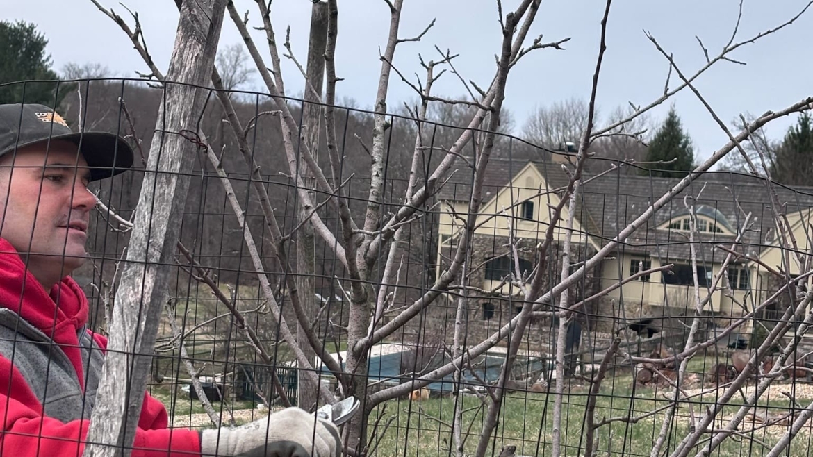 Pruning and Trimming Gallery Image 9