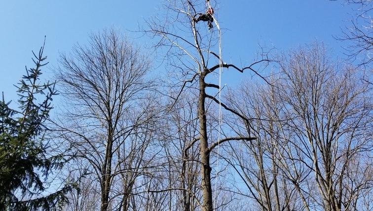 Tree Removal Gallery Image 3
