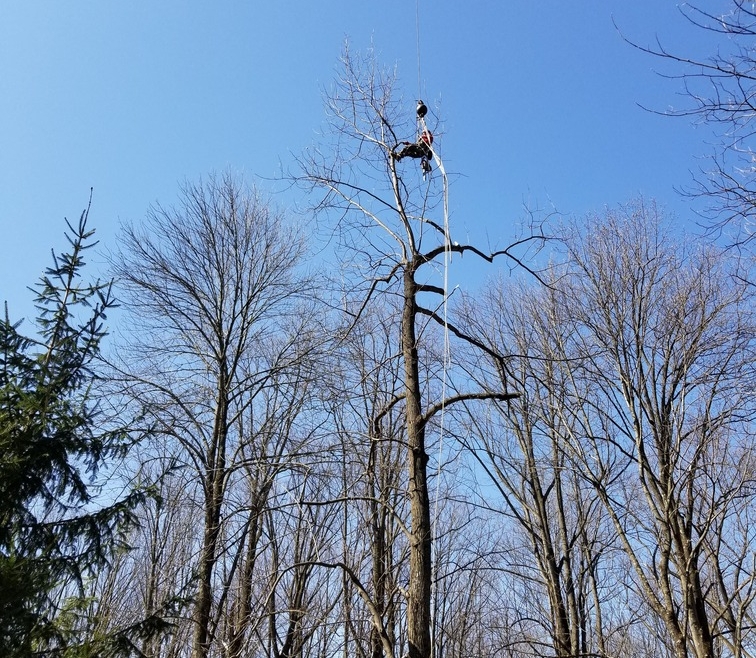 Tree Removal Gallery Image 3
