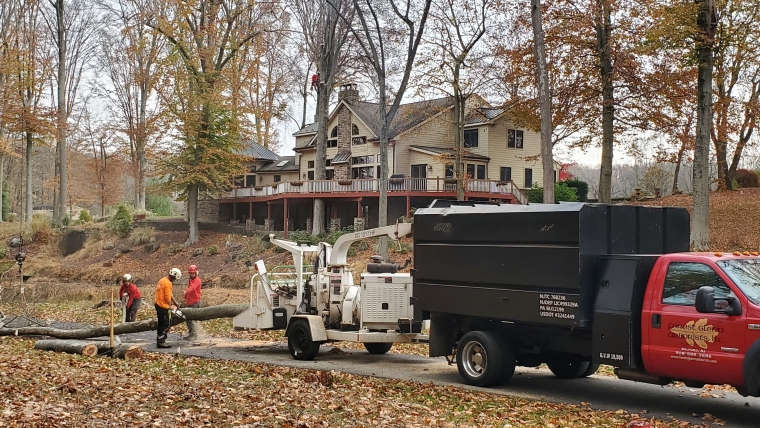 Tree Removal Gallery Image 2