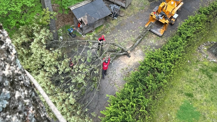Tree Removal Gallery Image 6