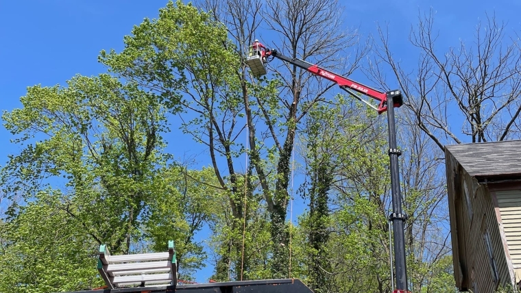 Tree Removal Gallery Image 5