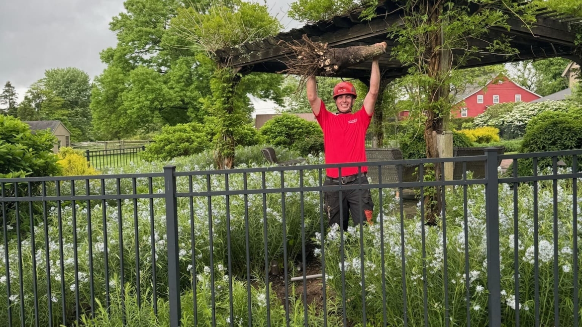 Tree Removal Gallery Image 4