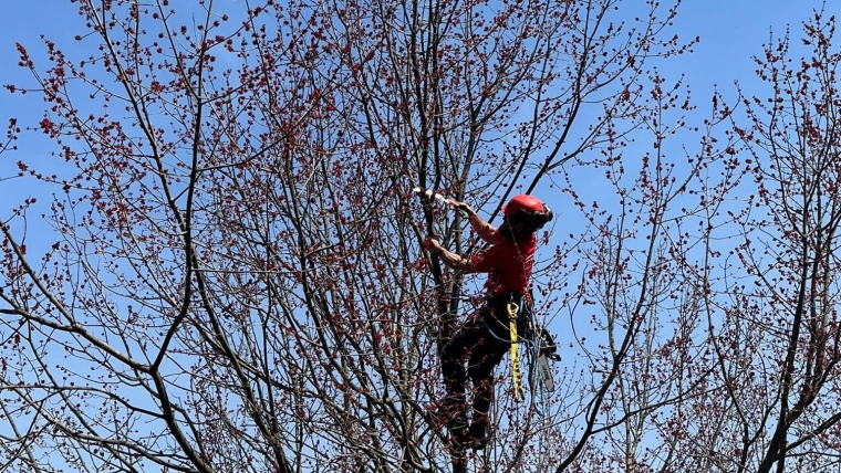 Pruning and Trimming Gallery Image 13