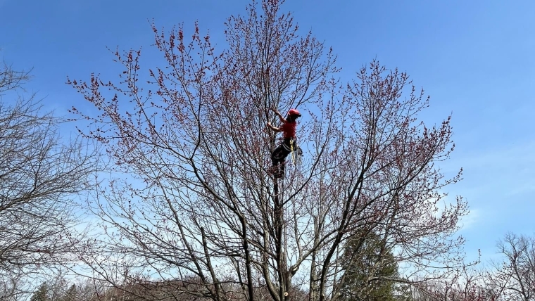 Pruning and Trimming Gallery Image 12