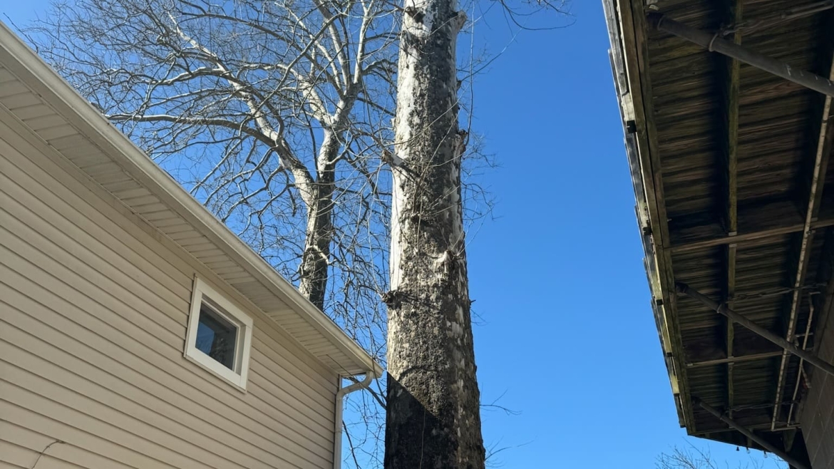 Tree Removal Gallery Image 1
